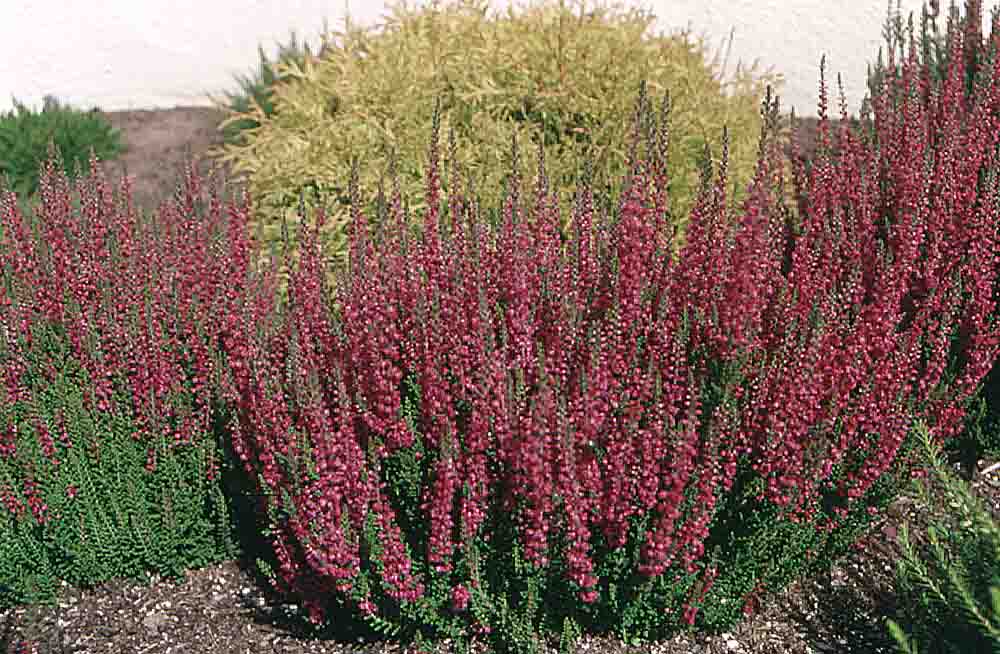 Calluna vulgaris Вереск