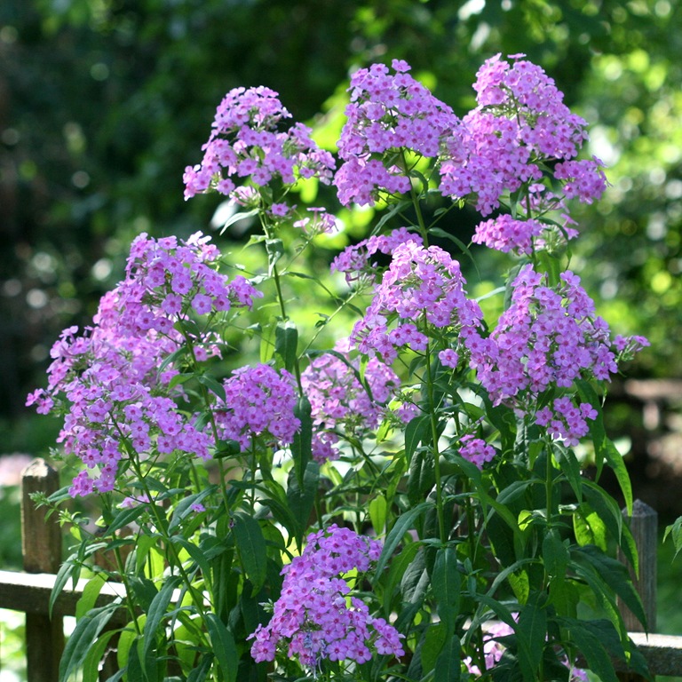 Флокс