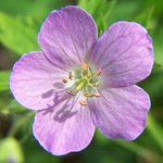 Geranium (3) Geranium (3)