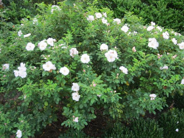 Henry Hudson rose