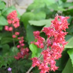 Heuchera (6) Heuchera (6)