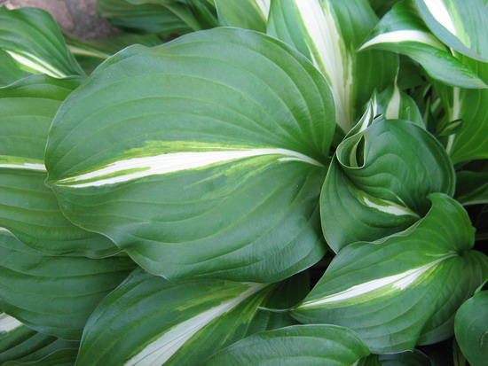 Хоста волнистая (Hosta undulata)