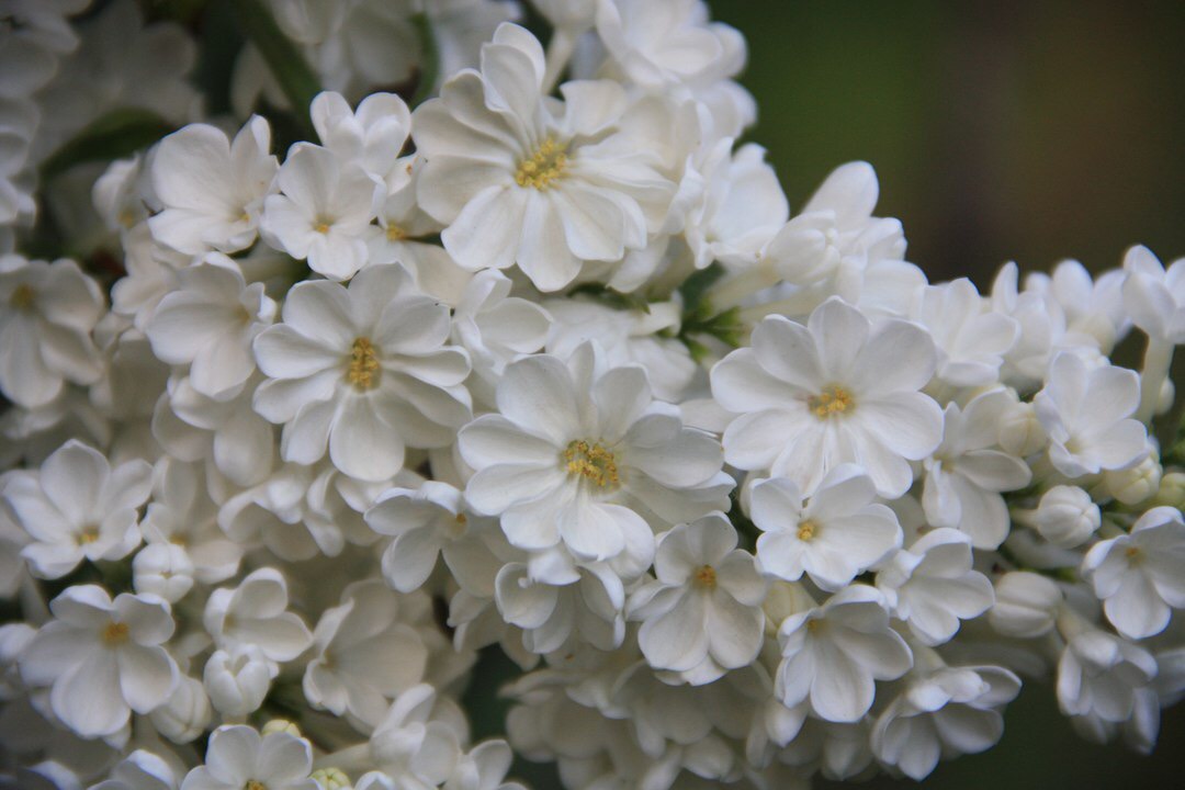 Siringa vulgaris