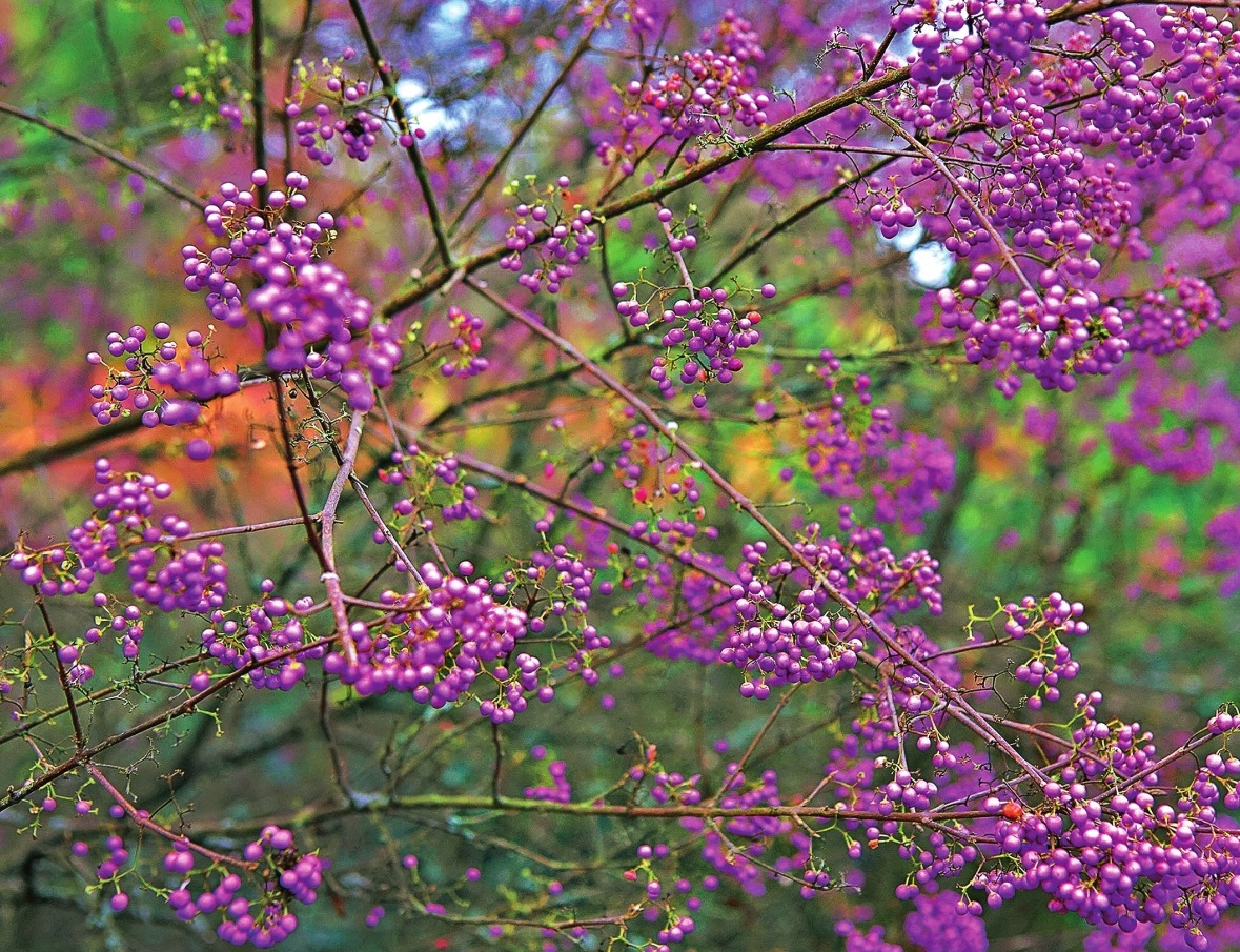 Красивоплодник американский (Callicarpa americana)