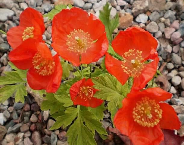 меконопсис Meconopsis CAMBRICA