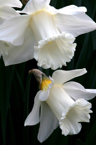 Narcissus Mount Hood
