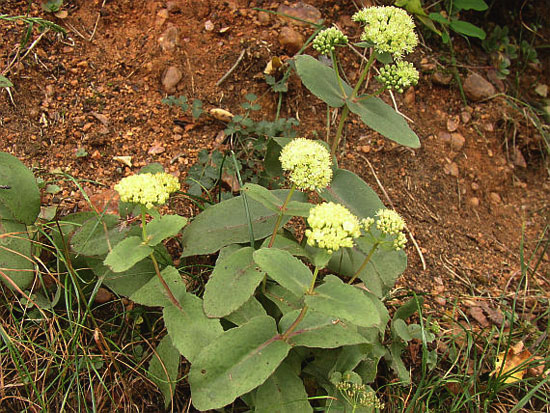 Очиток большой Sedum maximum