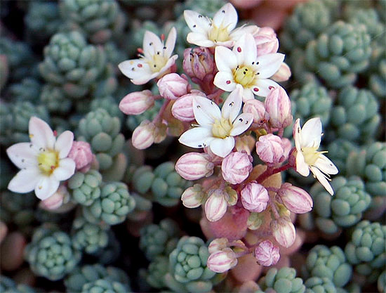 Очиток густолистный Sedum dasyphyllum