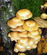  Опенок зимний (Flammulina velutipes)