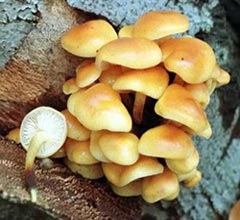 Опенок зимний (Flammulina velutipes)