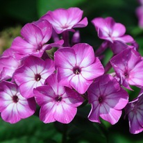 Флокс Флокс