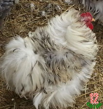 Splash Frizzle Bantam Cochin