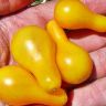 Томат Желтая Груша Yellow Pear 1