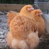 Buff Orpington Hens