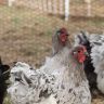Splash Orpington hen