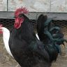Black Australorp Rooster