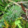 Седум отогнутый Sedum reflexum