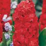 Гиацинт Холихок (Hollyhock)
