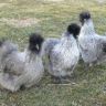 Assorted-Silver-Silkies