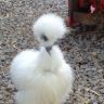 Mixed-Bantam