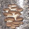 Выращивание грибов в домашних условиях. Как вырастить вешенки. Бизнес план