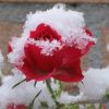 Самые зимостойкие розы неукрывные