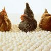 Куры-несушки. Вопросы и ответы
