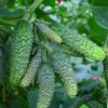 Короткоплетистые гибриды огурца