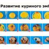 Икубация куриного эмбриона и 4 основных стадии инкубации куриного яйца