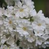 Сорта сирени. Siringa vulgaris "Rochester".