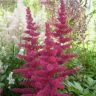 Астильба Арендса. Burgundy Red