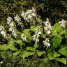 Hosta plantaginea 1