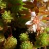 Очиток тонкий sedum gracile