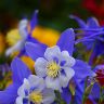 Аквилегия1304