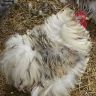 Splash Frizzle Bantam Cochin