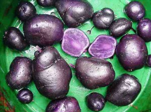 Картофель цветной сорт Purple Congo
