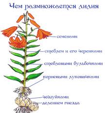 Размножение лилий