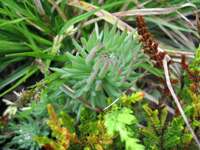 Седум отогнутый Sedum reflexum