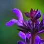 Salvia nemorosa