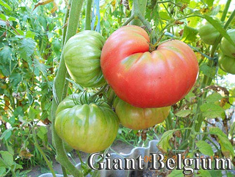 Томат Бельгийский гигант Giant Belgium