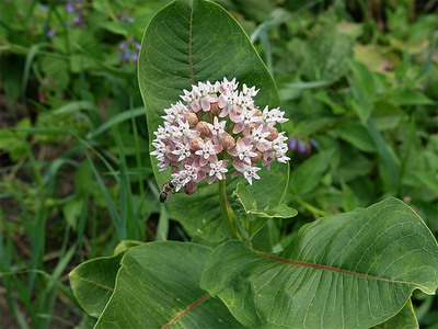Ваточник сирийский (A. syriaca L., A. cornuti Decne)