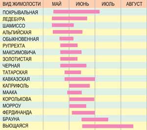 Время цветения жимолости различных видов