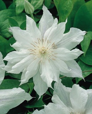 Zhakmana Alba